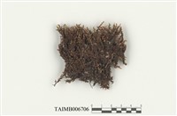 藏品(提燈苔科)的圖片